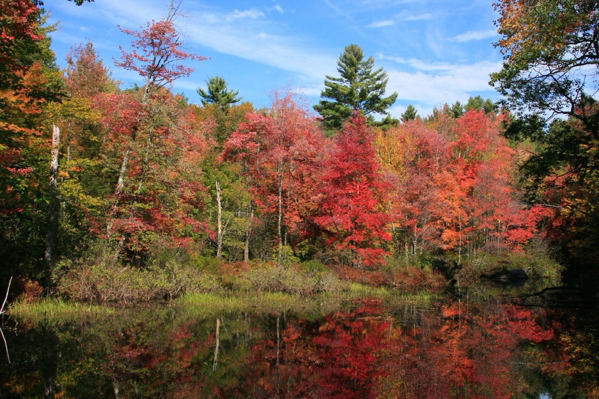 Red and orange maples in full autumn colour standing along the edge of a still New Hampshire pond, their reflection lying unbroken on the water under a clear blue sky.