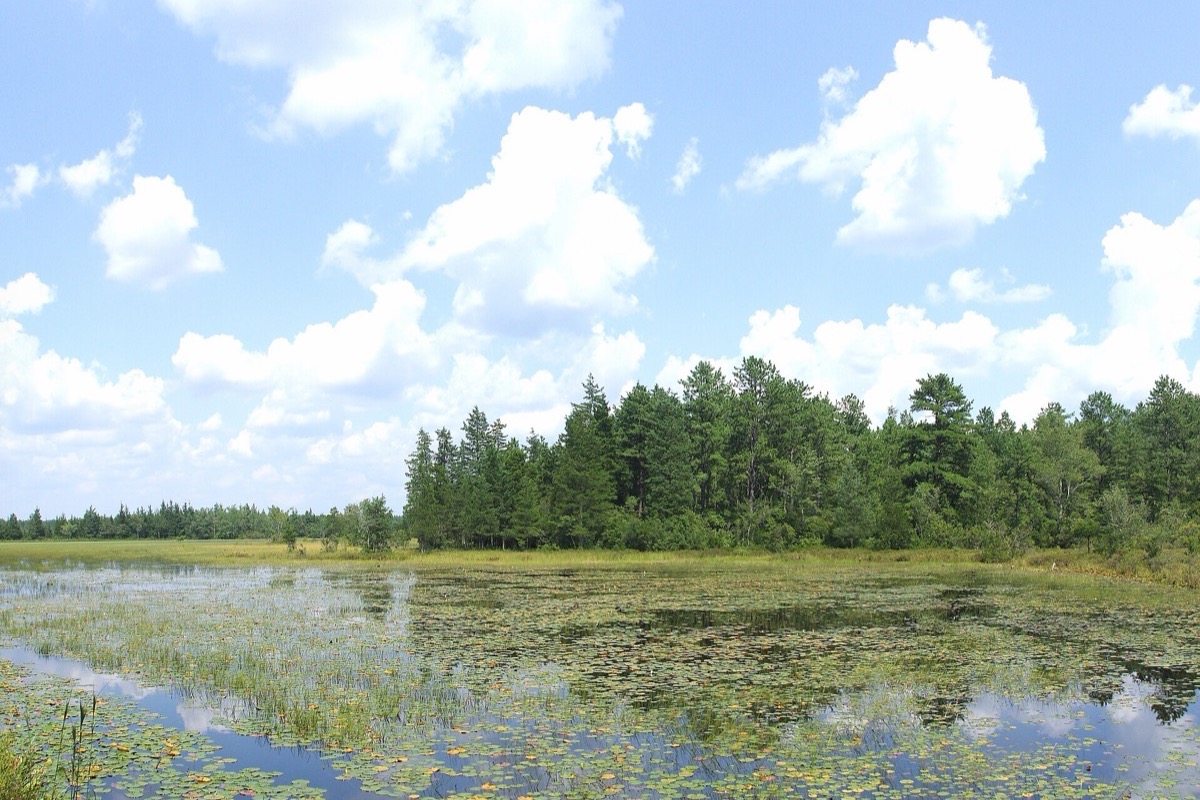 A New Jersey Pine Barrens bog under tall white cloud, lily pads and low water plants covering the shallow tea coloured water and a dense pine and cedar treeline closing it in.