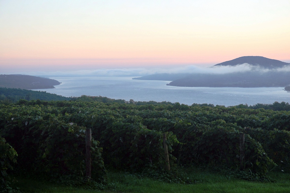 Sunrise over one of the New York Finger Lakes, mist lying along the water and around a low hill, with the trellised rows of a vineyard running down the dark wooded slope in the foreground.