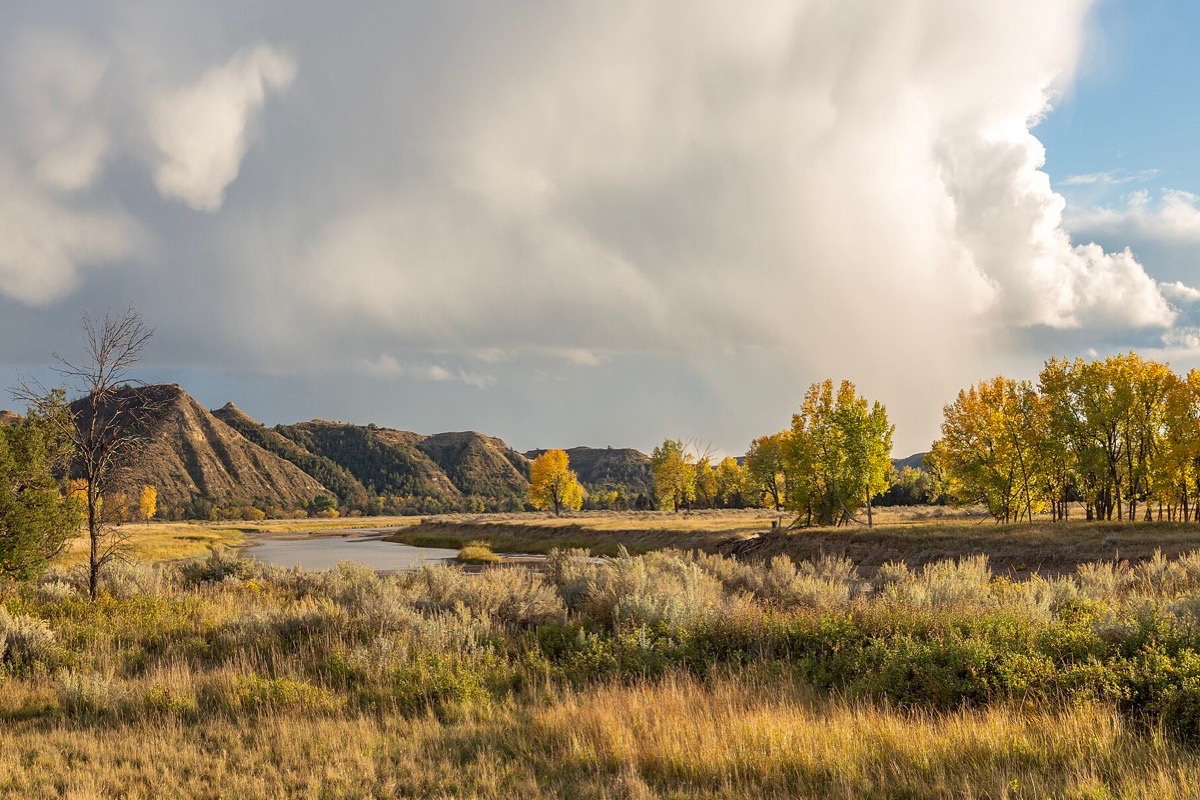 The Little Missouri winding through North Dakota badlands, yellow cottonwoods along the banks, dry grass in the foreground and an eroded butte under a towering white thunderhead.