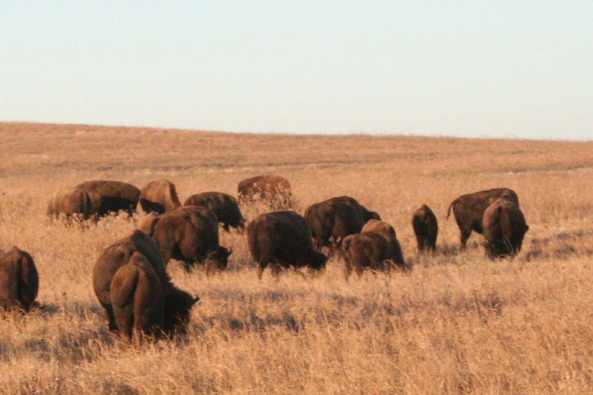 A herd of bison grazing in shoulder high golden grass on the Oklahoma tallgrass prairie, the light low and warm and the ground running flat to a bare horizon.