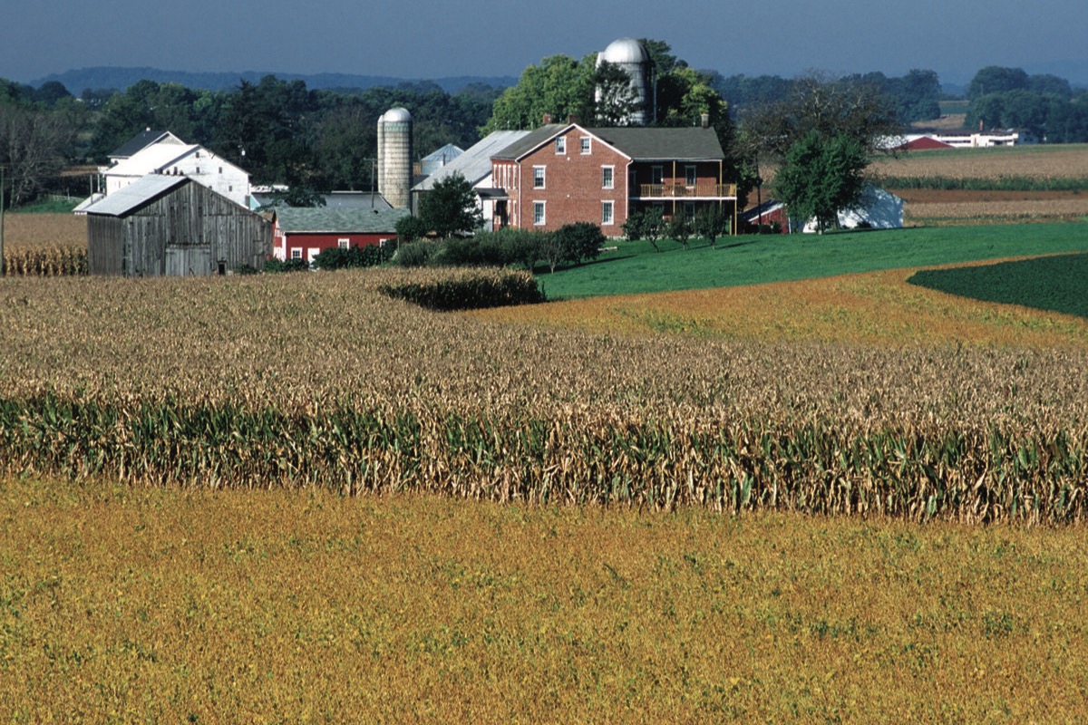 A Pennsylvania farm on a low rise, a grey timber barn and a brick house with silos behind them, standing above a field of ripe corn with soybeans in the foreground and more farms on the ridge beyond.