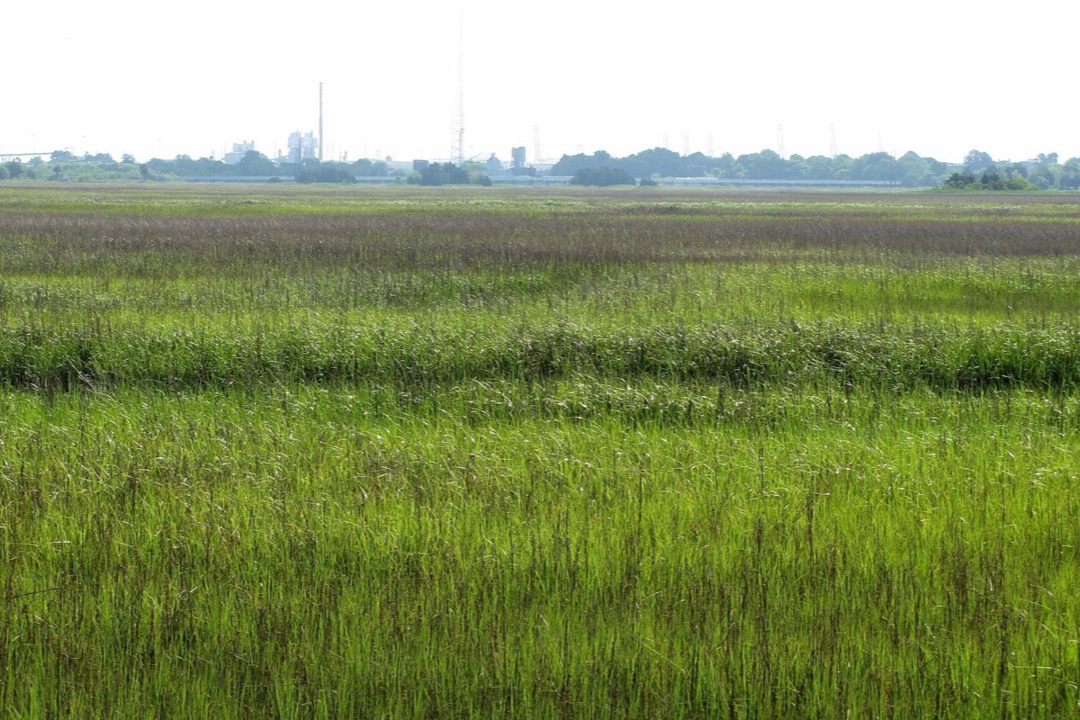 A wide South Carolina salt marsh at high summer, bright green cordgrass running unbroken to a distant treeline with the faint outline of industry on the skyline beyond.