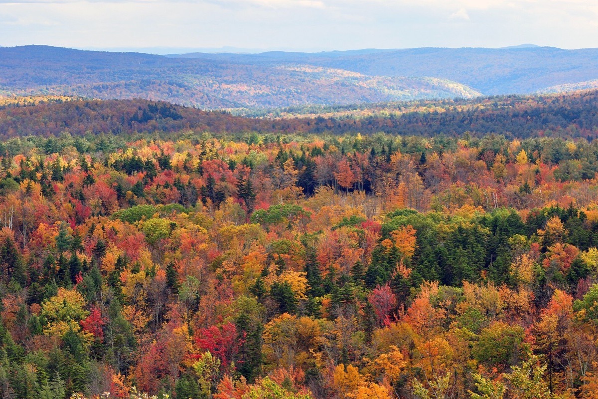 Vermont hardwood forest in full autumn colour seen from a summit, red, orange and green running over one hill after another to the blue ridgeline on the horizon.