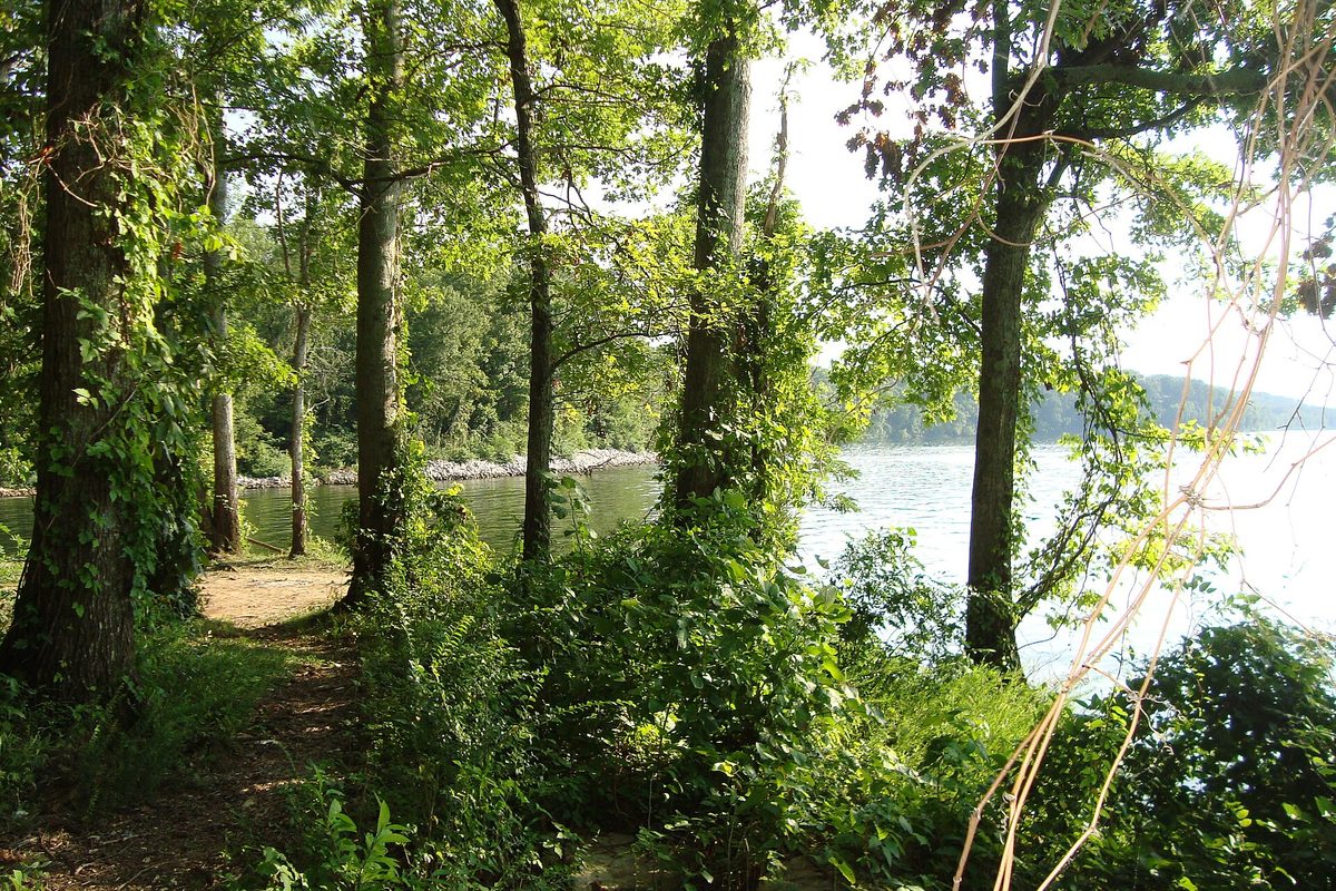 A shaded dirt footpath winds under leafy hardwoods along an Alabama lakeshore, with a rocky riprap point jutting into calm water.