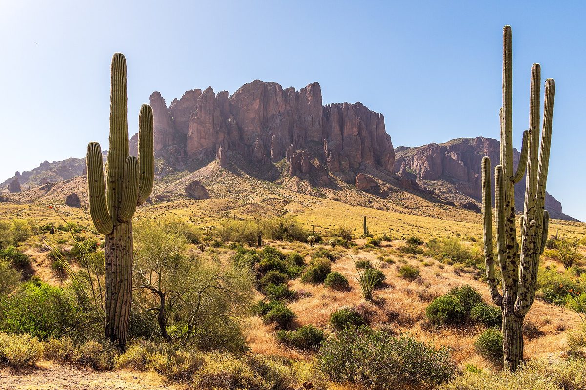 Tall saguaro cactus stand in golden desert grass below the rugged cliff wall of Arizona's Superstition Mountains under a clear blue sky.