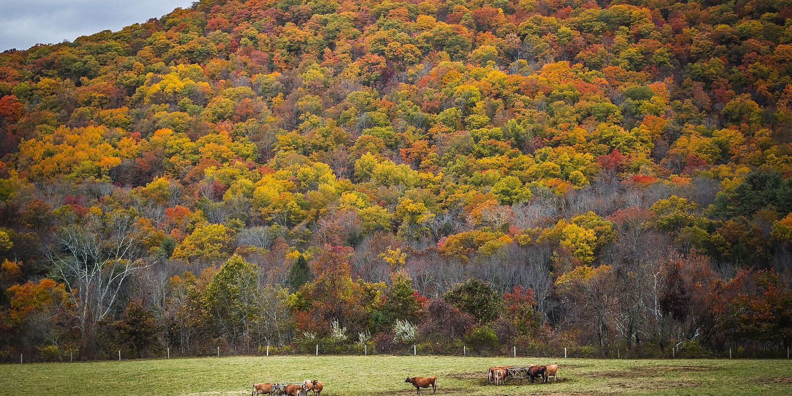 Cattle grazing in a fenced pasture below a hillside of orange and yellow autumn trees