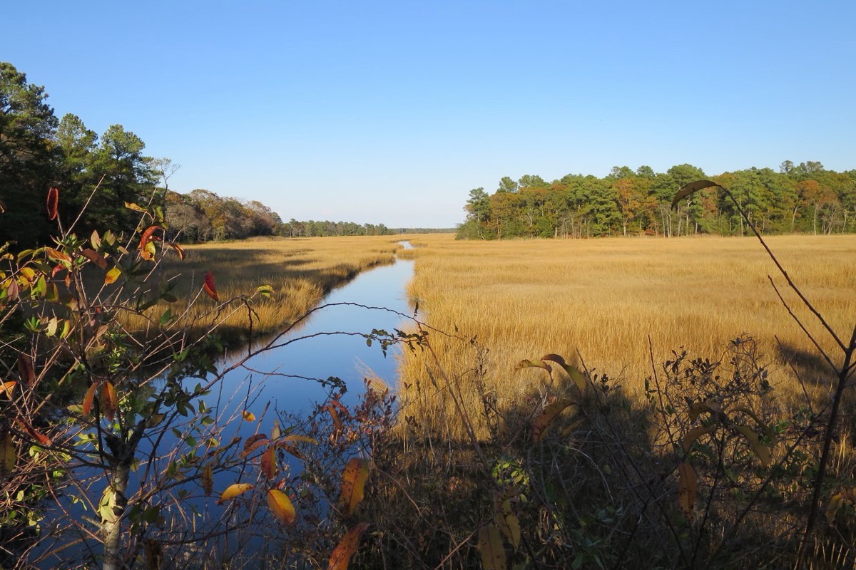 A tidal creek winding through golden Delaware salt marsh under a clear sky, low scrub in the foreground and a dark pine treeline closing the far side.