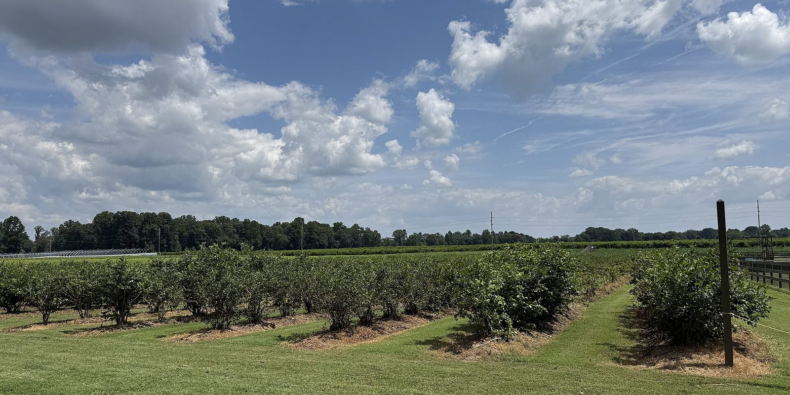 Rows of low berry bushes on a flat farm field under a bright cloud-scattered sky