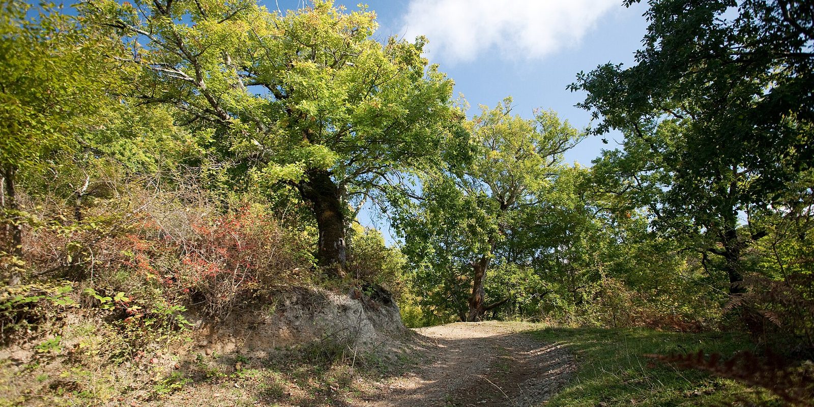 A dirt track curving through leafy woodland, with a large tree and blue sky above