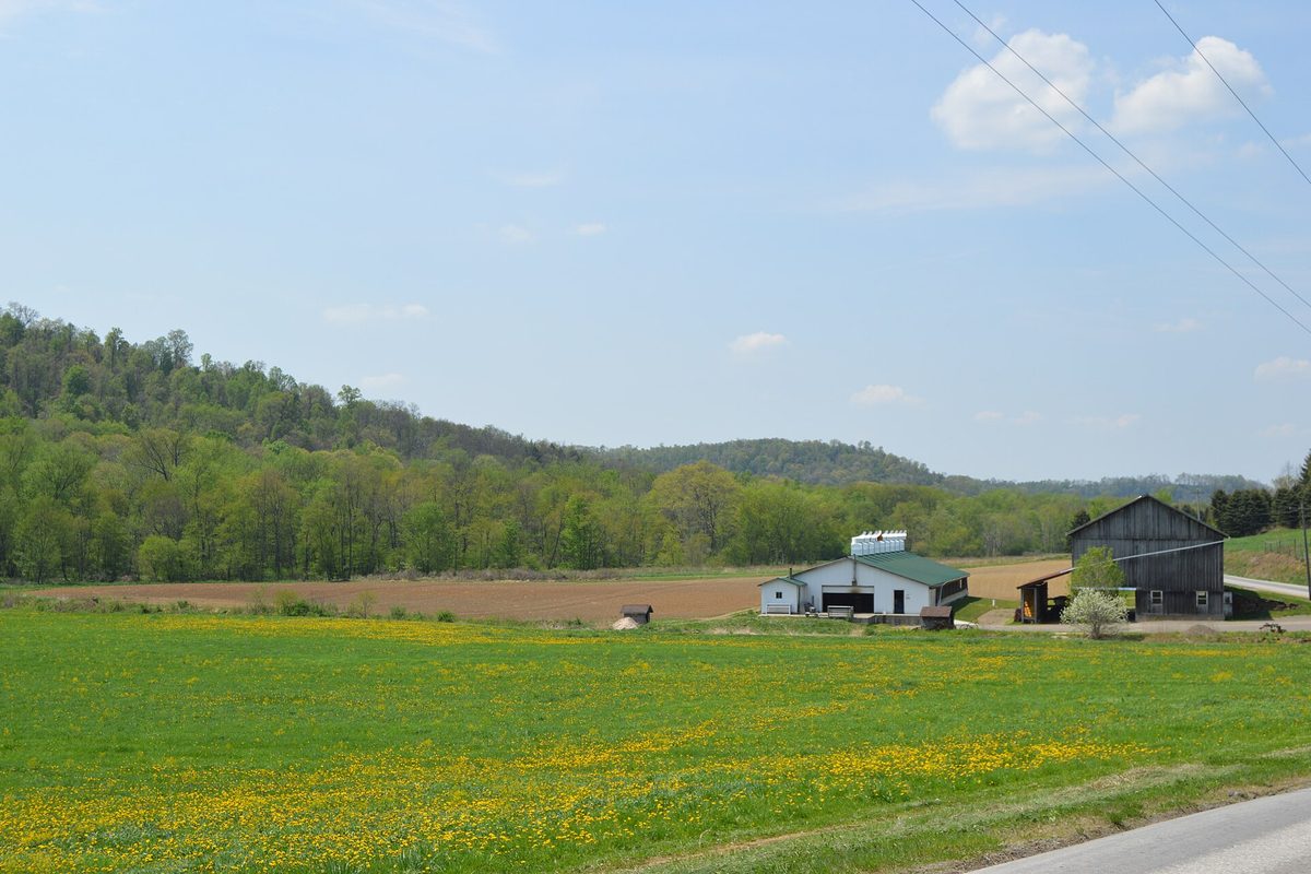 Indiana farmstead with a green-roofed barn and weathered gray barn below wooded hills, fronted by a pasture of blooming dandelions.