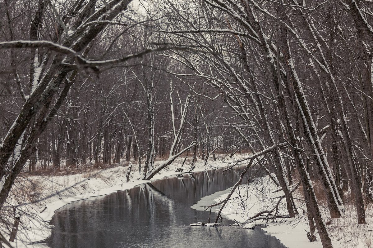 Dark open creek winding through snow-covered banks and bare hardwood trees in an Iowa woodland.