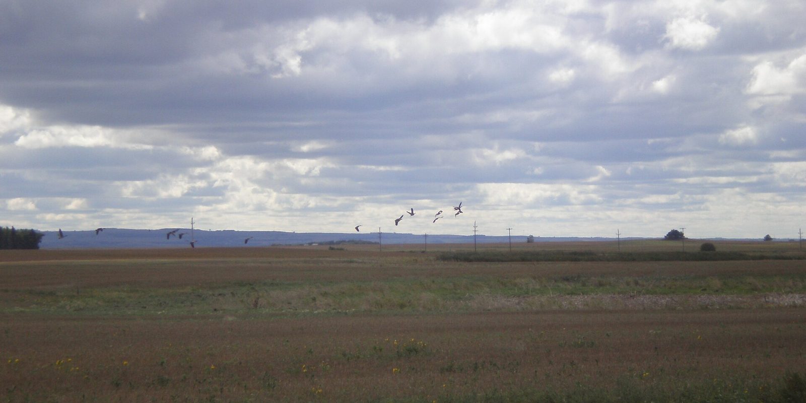 Birds flying low over flat harvested farm fields under a wide, heavily clouded sky