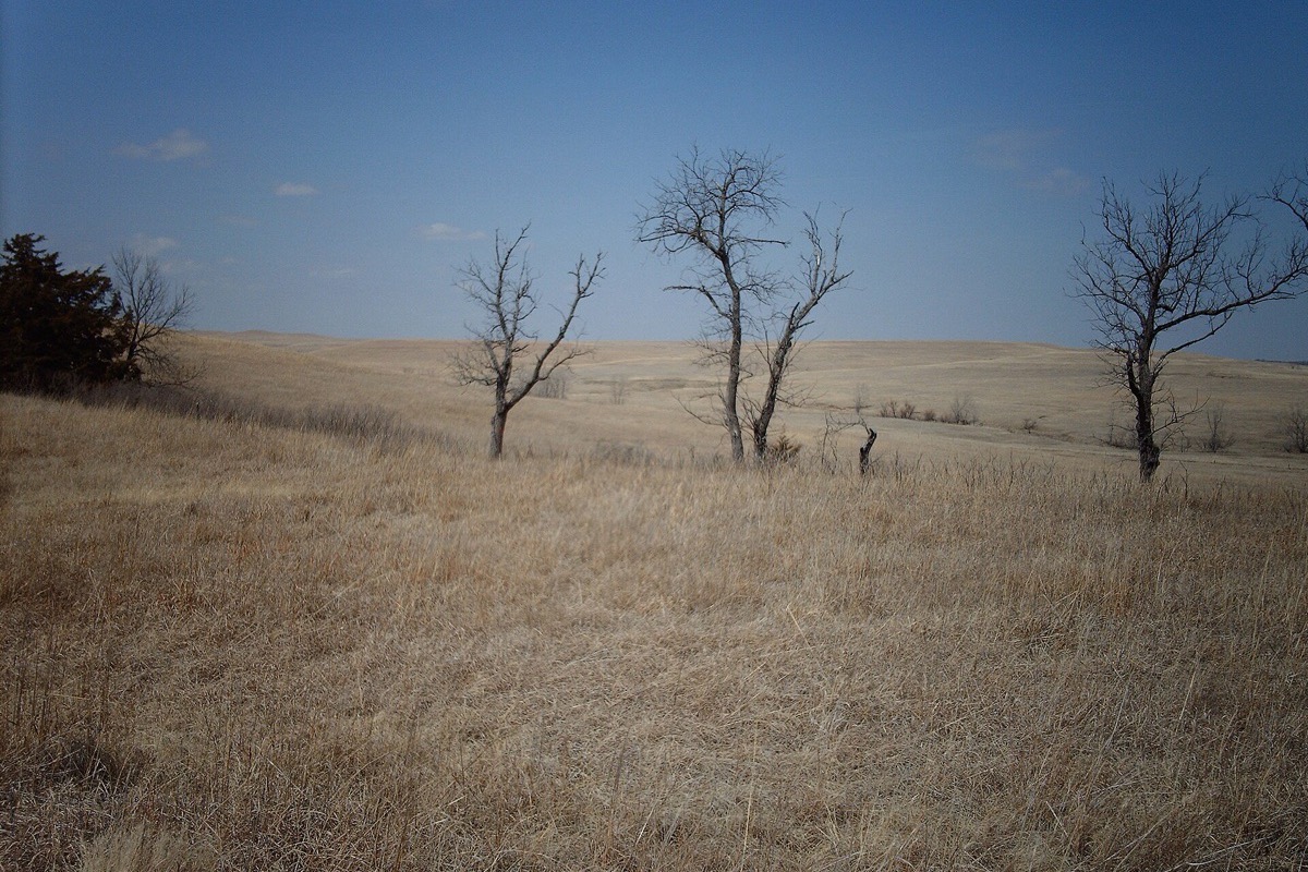 Kansas tallgrass prairie in winter, tawny grass running over a long low rise to the horizon with three bare skeletal trees standing alone in the middle of it under a clear sky.