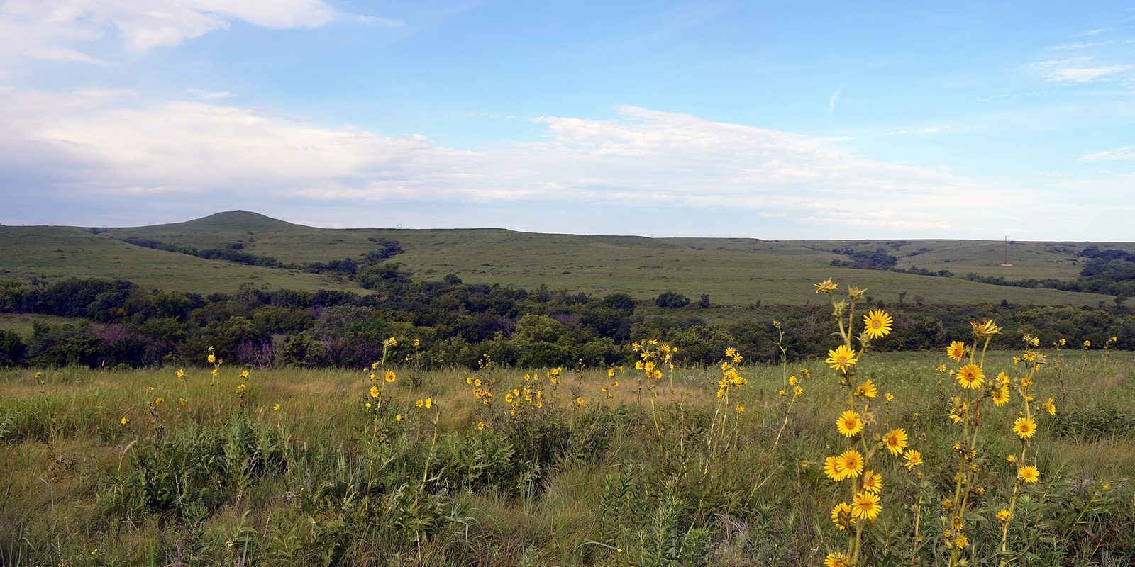Rolling green prairie hills under a wide blue sky, with tall yellow wildflowers and grass in the foreground
