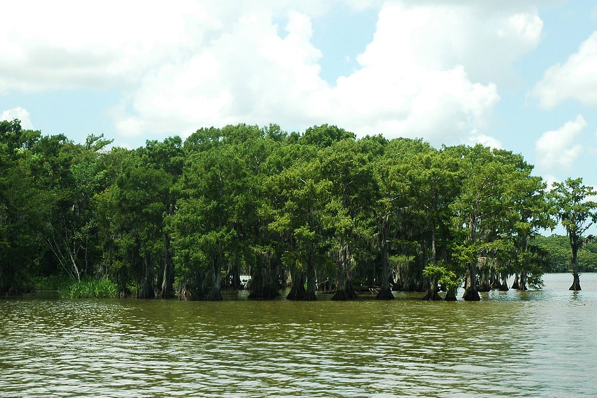 Bald cypress trees draped in Spanish moss standing in the still green-brown water of a Louisiana swamp.