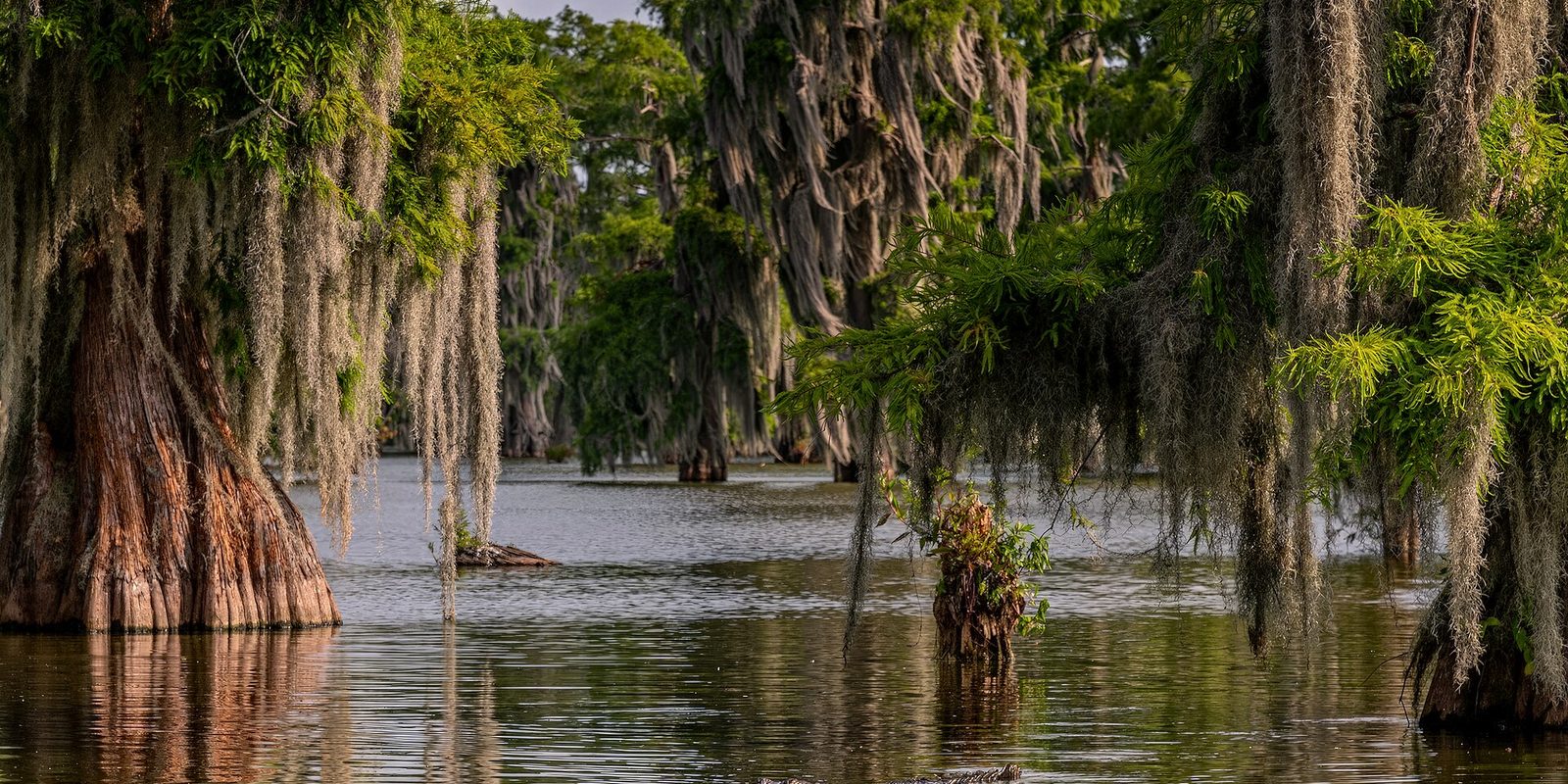 Moss-draped cypress trees standing in still brown swamp water under warm light