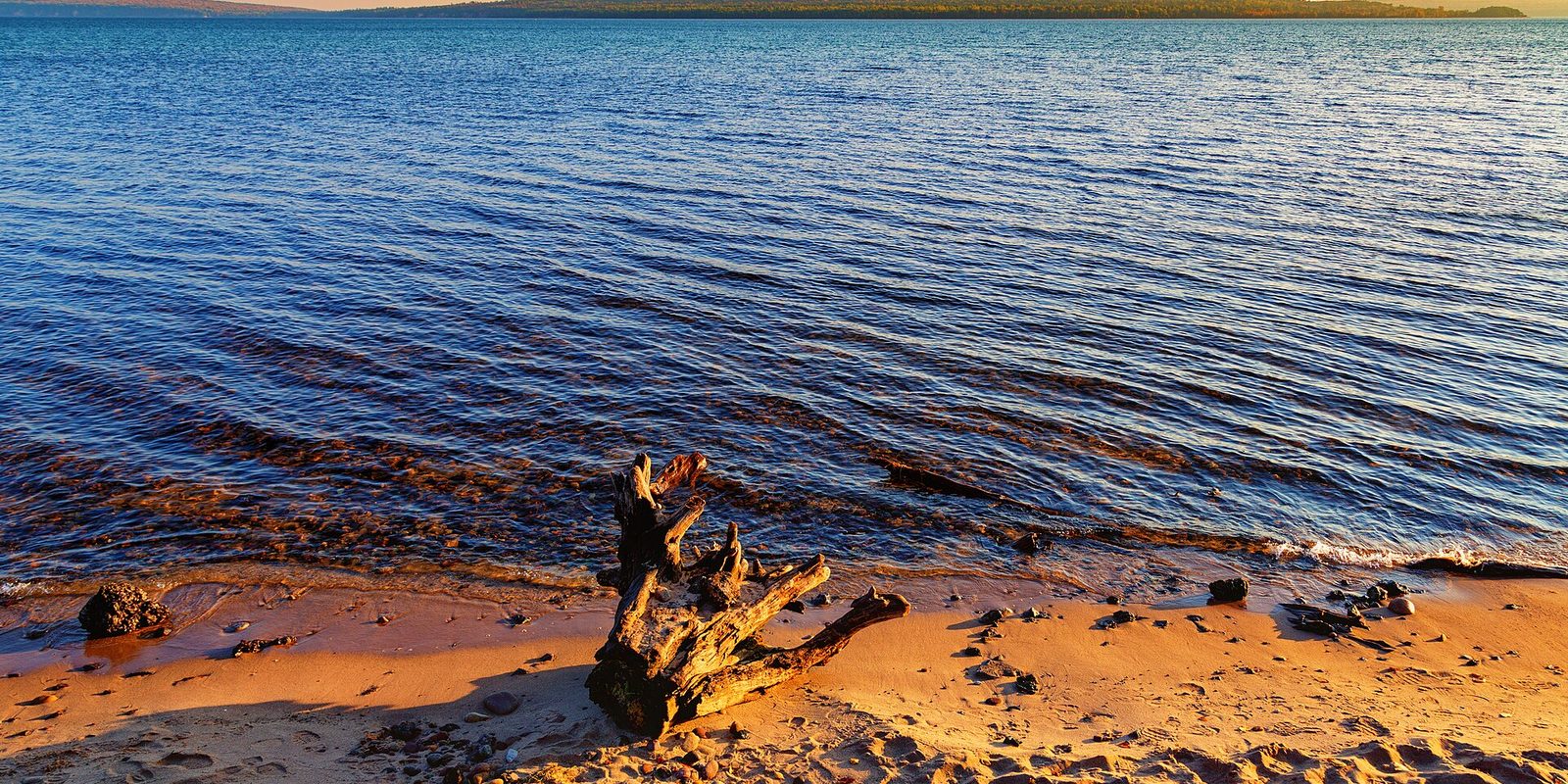 Bleached driftwood on a sandy shoreline beside rippling blue water at sunset, with a wooded shore beyond.