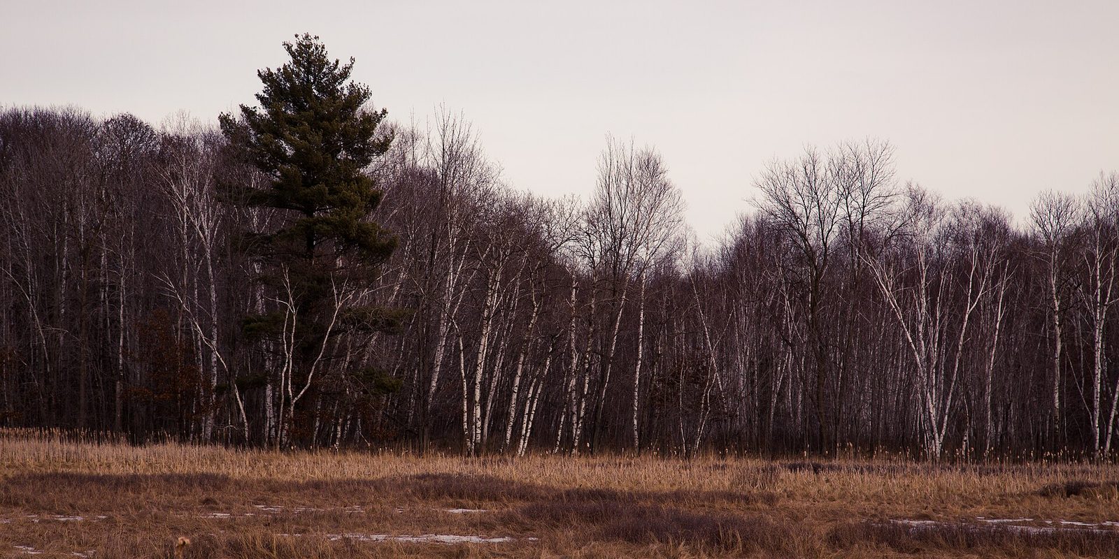 Bare birch trees and one tall pine edging a dry golden field under pale grey sky