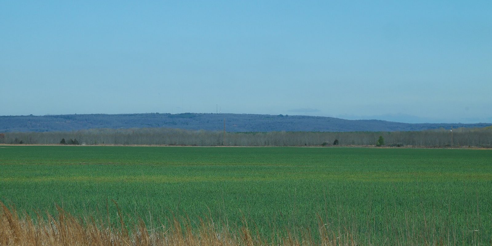 A wide green field of young crops running to a distant treeline and low wooded ridge under clear sky.