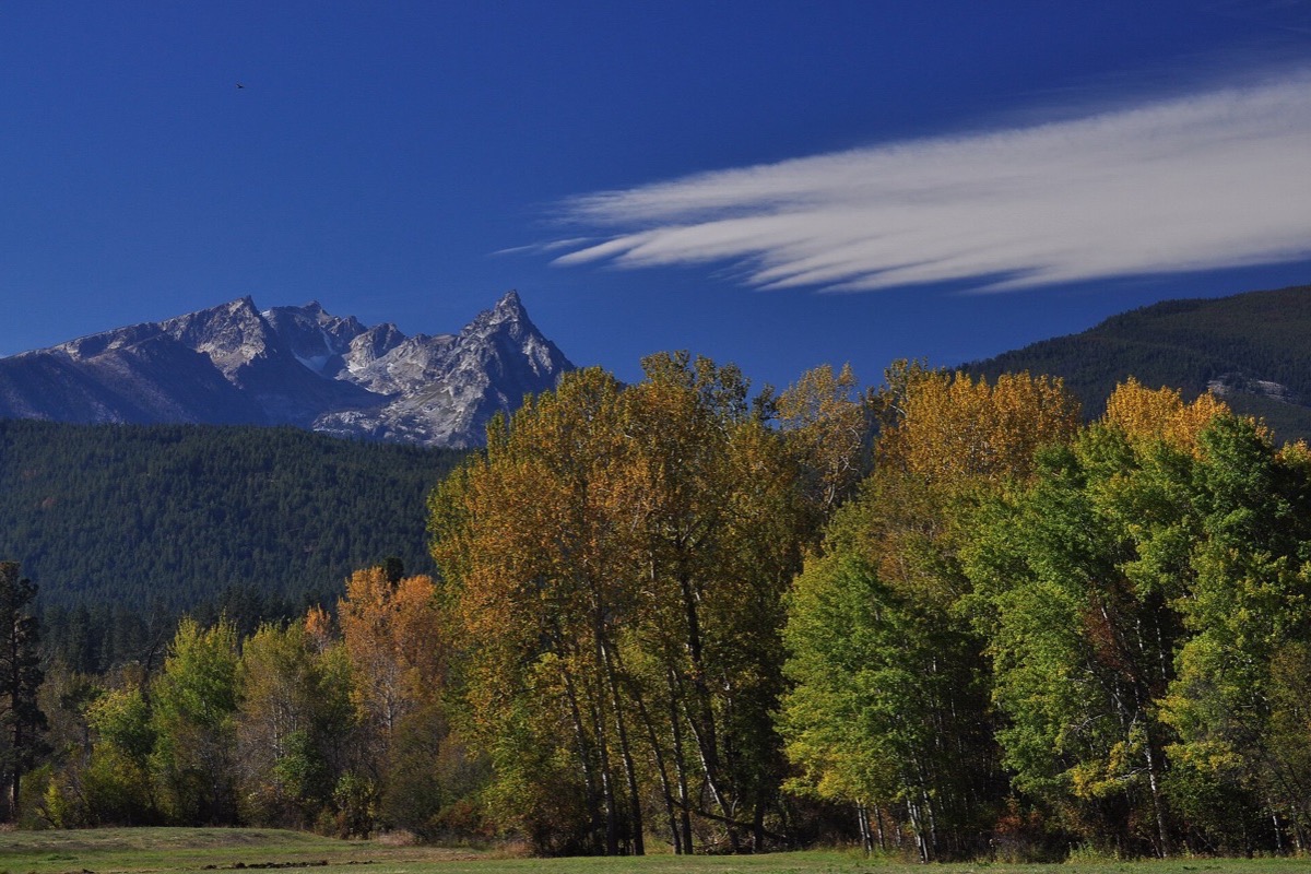 Cottonwoods in full yellow autumn colour along a Montana valley floor with dark conifer forest behind them and a jagged bare rock peak standing above it all under a deep blue sky.