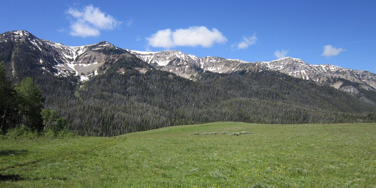 Snow-streaked peaks above dark evergreen slopes, with a green wildflower meadow below under blue sky