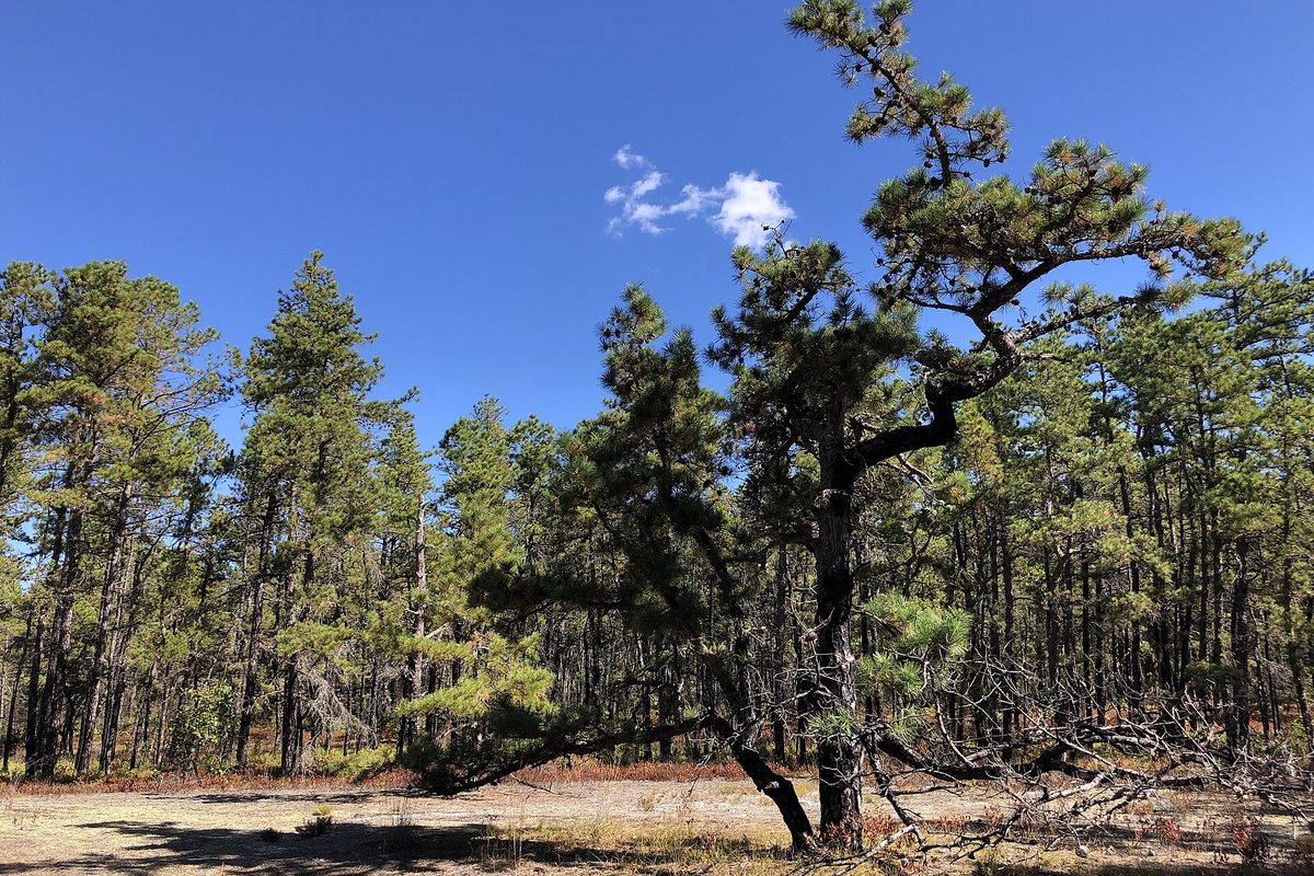 New Jersey: a gnarled pitch pine leans over sandy ground at the edge of a dense pine stand beneath a clear blue sky.