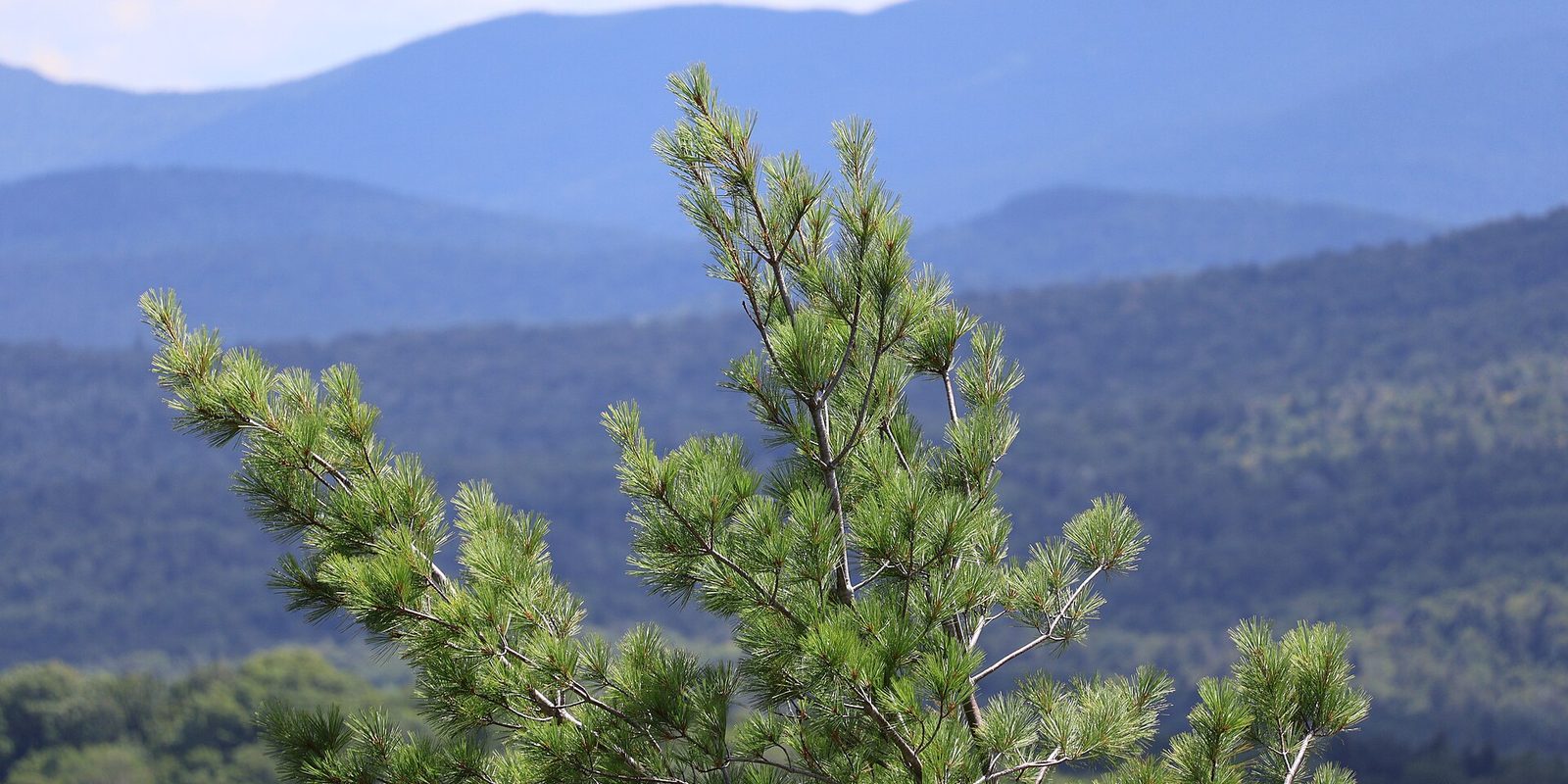 Top of a young pine in sharp focus against soft blue ridges and forested slopes.
