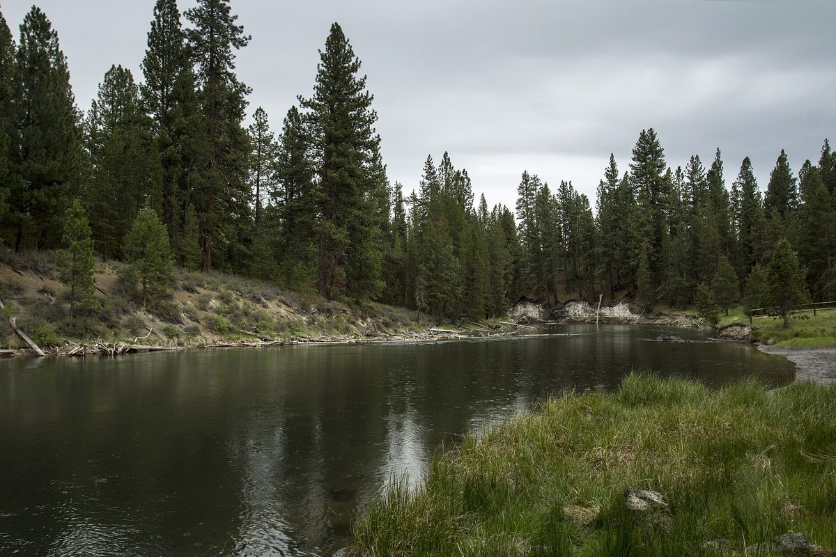 Oregon river bend lying still and dark past a grassy bank and a stand of tall ponderosa pines under an overcast sky.