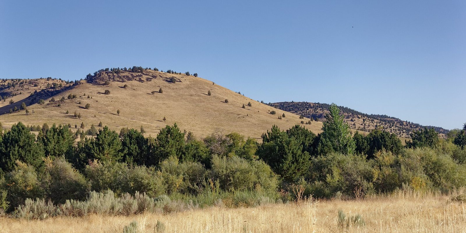 A dry golden hill dotted with scattered pines rises above dense green brush under clear blue sky