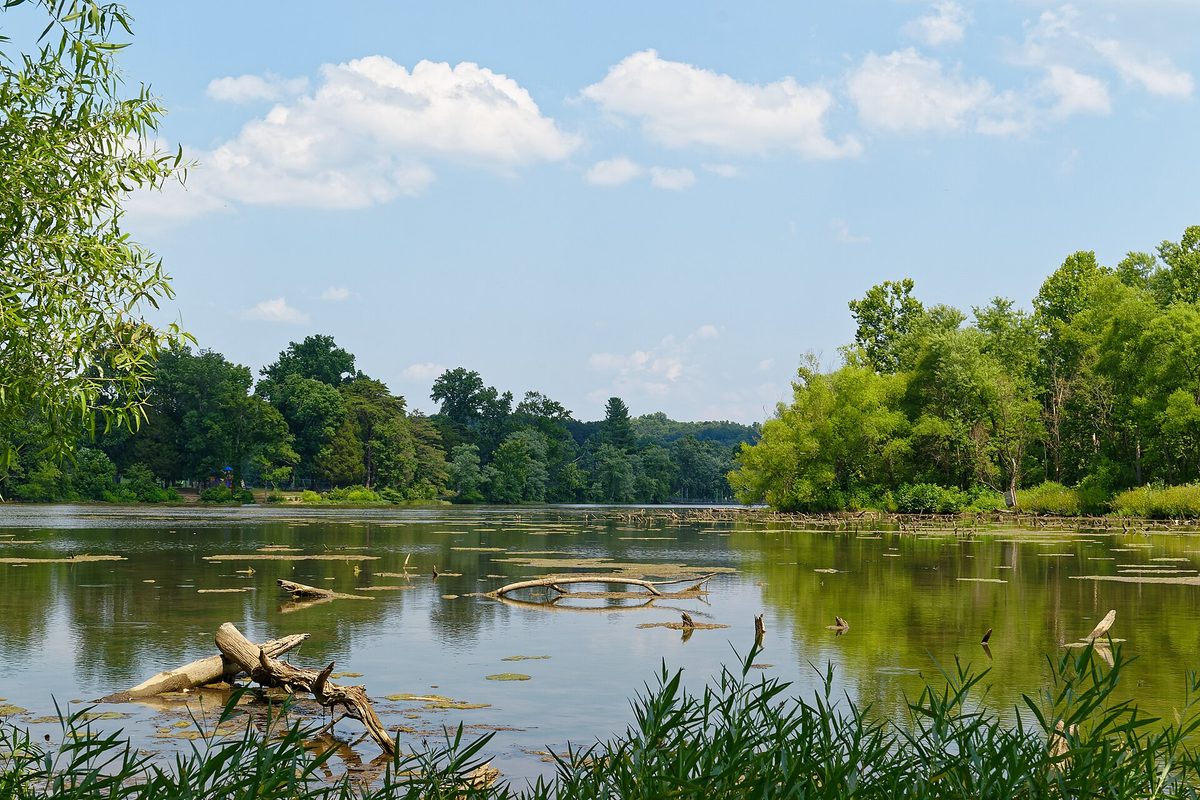 A calm Tennessee lake ringed by willows and hardwoods, its shallows dotted with lily pads and bleached driftwood.