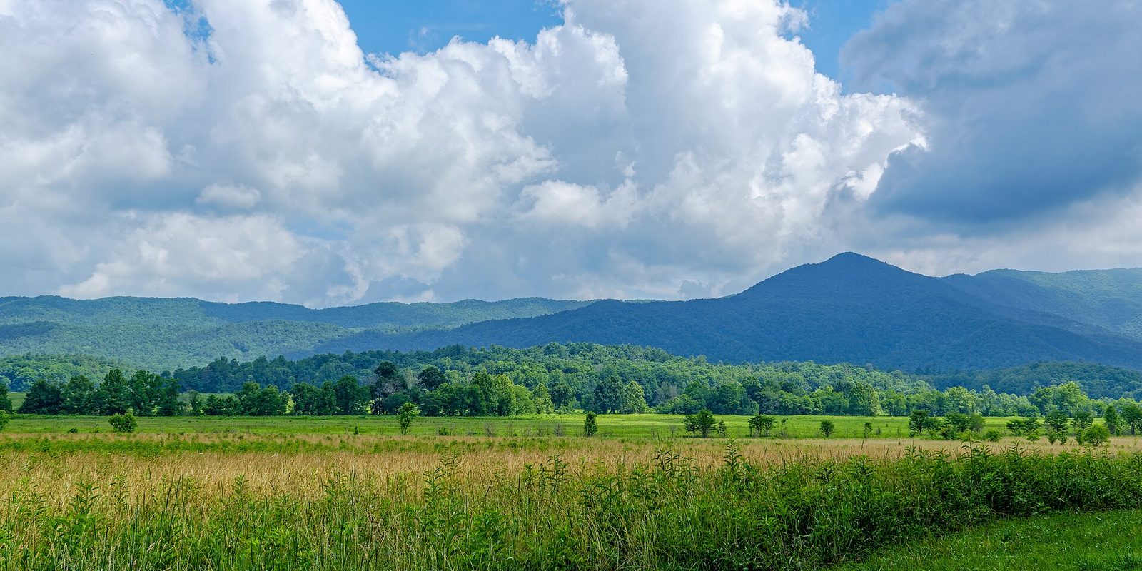 A golden meadow and treeline below rolling blue ridges under tall summer clouds
