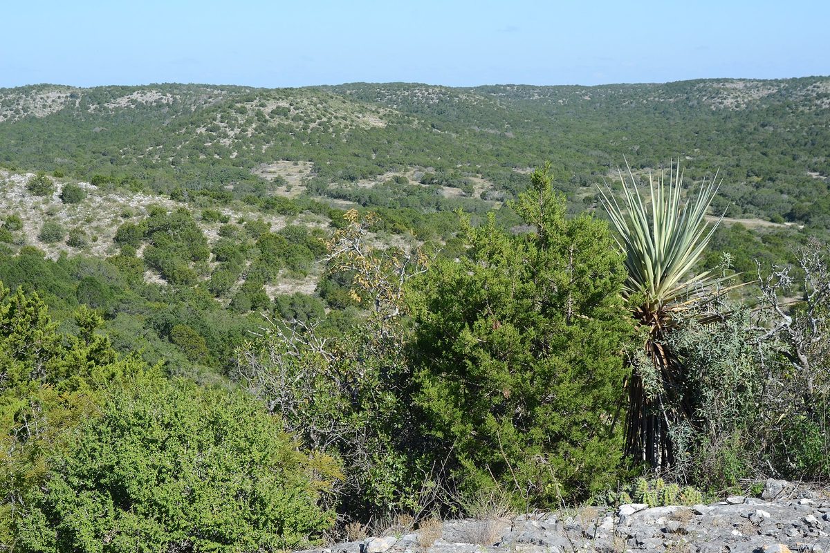 Texas Hill Country, where juniper- and oak-covered hills roll to the horizon past a spiky yucca and bare limestone rock.