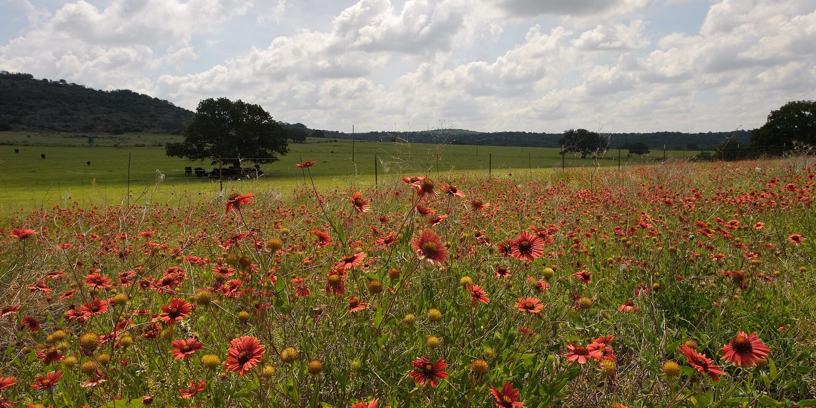 A meadow of red and yellow wildflowers before green pasture, scattered trees and cloudy sky.