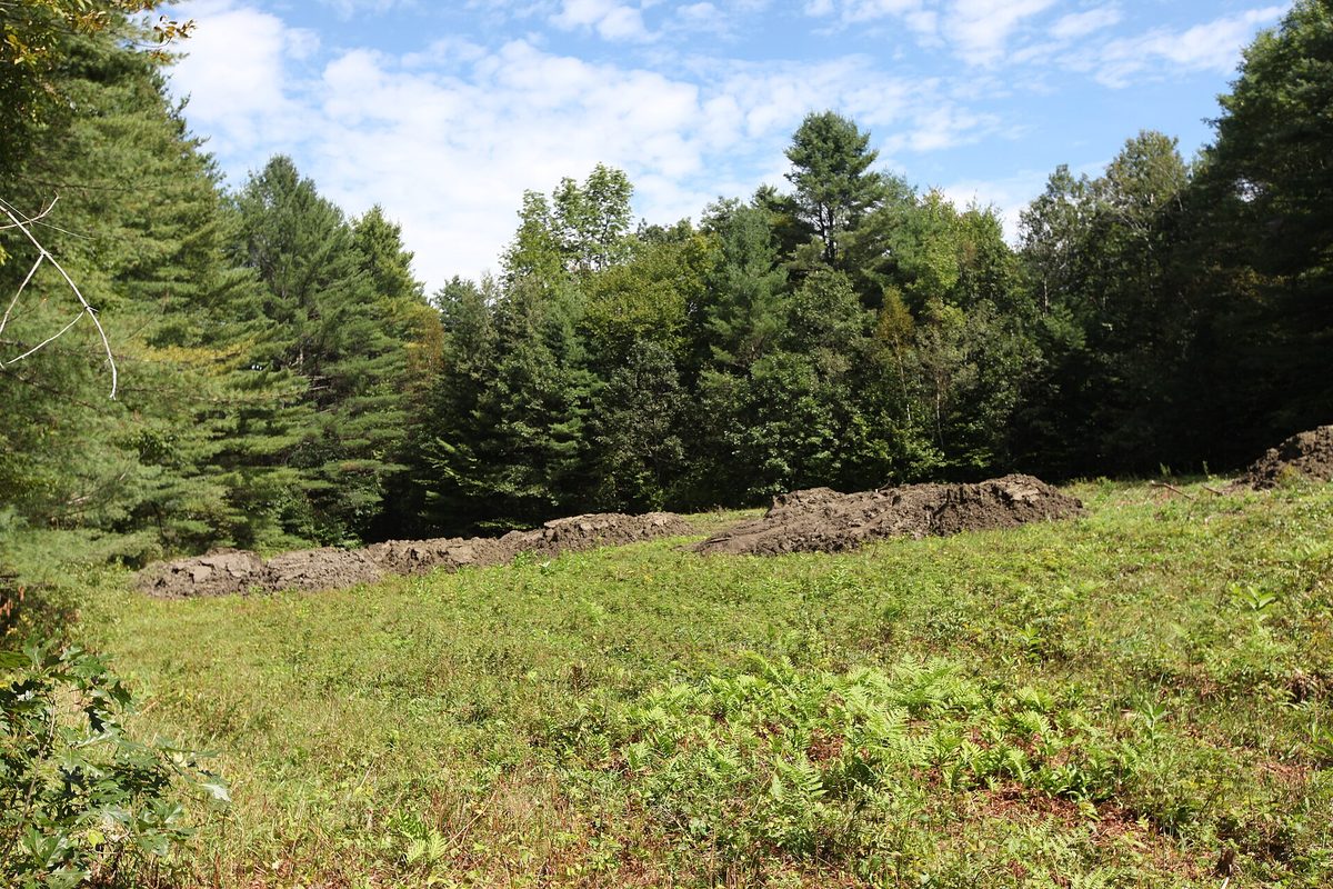 Vermont clearing of ferns and grass ringed by pine and hardwood forest, with mounded piles of excavated soil along the treeline.