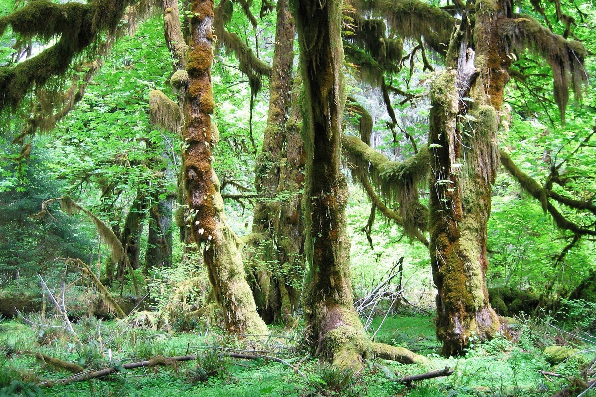 Big leaf maples in a Washington rainforest completely covered in hanging moss, their trunks and limbs green with it above a floor of ferns and fallen wood.