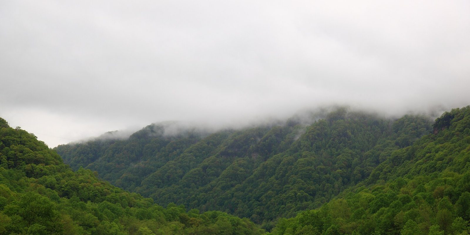 Low cloud settling over a densely forested ridge of bright green summer treetops